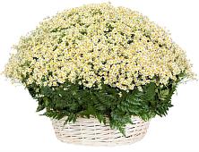Цветочная композиция из Ромашки в корзине #REPLACE_PRED# Пешки